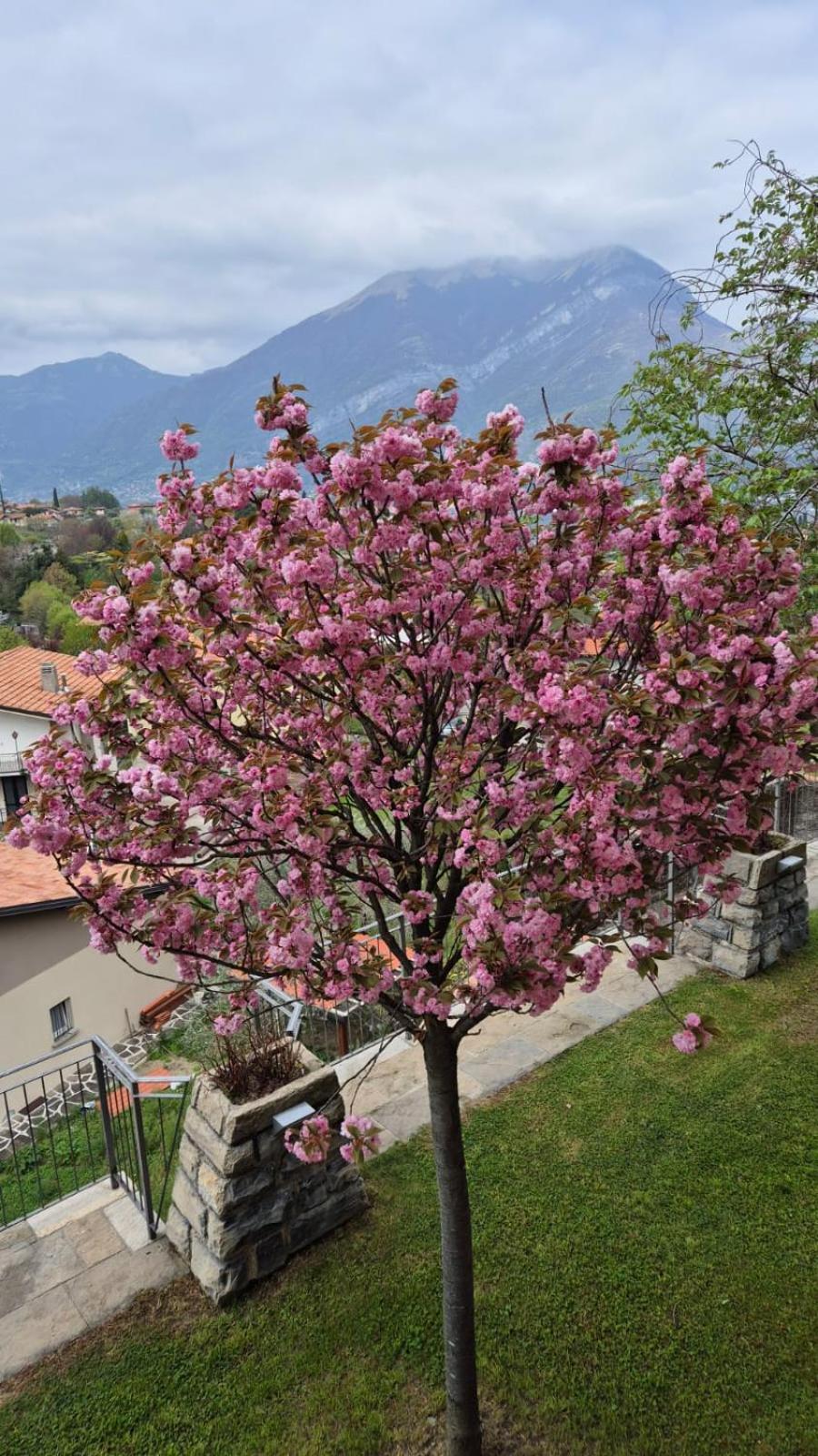 Villa Primula Беладжо Екстериор снимка
